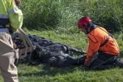 Paard-in-de-sloot-Termunterzijl_7710