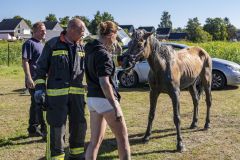 Paard-in-de-sloot-Termunterzijl_7798