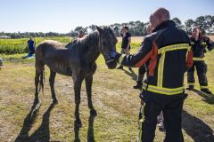 Paard-in-de-sloot-Termunterzijl_7805