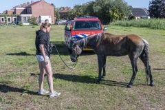 Paard-in-de-sloot-Termunterzijl_7821