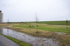 Aanplanten-bomen-Kustweg-Delfzijl_7945