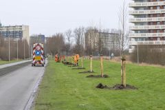 Aanplanten-bomen-Kustweg-Delfzijl_7957