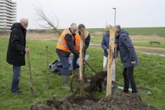 Aanplanten-bomen-Kustweg-Delfzijl_8025