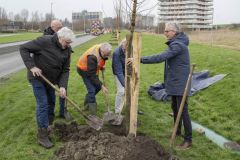 Aanplanten-bomen-Kustweg-Delfzijl_8041