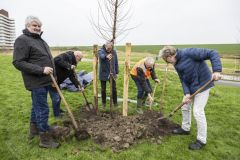 Aanplanten-bomen-Kustweg-Delfzijl_8068