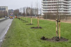 Aanplanten-bomen-Kustweg-Delfzijl_8085
