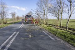 Boom-op-N362-Meedhuizen_4256
