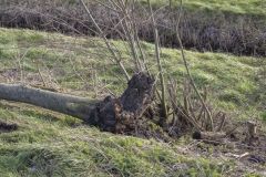 Boom-op-N362-Meedhuizen_4303