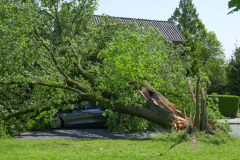 Boom-op-auto-Prins-Bernhardlaan_2701