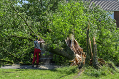 Boom-op-auto-Prins-Bernhardlaan_2739