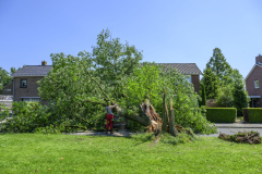 Boom-op-auto-Prins-Bernhardlaan_2745