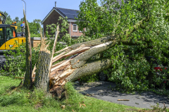 Boom-op-auto-Prins-Bernhardlaan_2796