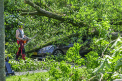 Boom-op-auto-Prins-Bernhardlaan_2891