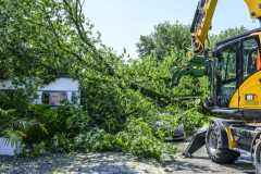 Boom-op-auto-Prins-Bernhardlaan_2935