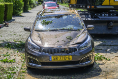 Boom-op-auto-Prins-Bernhardlaan_3747