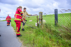 Schaap-vast-in-hek-Pier-van-Oterdum-7