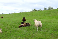 Schaap-vast-in-hek-Pier-van_5938.00_01_03_12.Still001