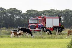 Paard-te-water-Damsterweg-Oosterwijtwerd_3423