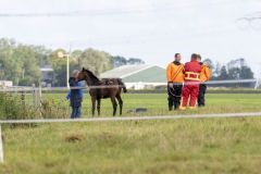 Paard-te-water-Damsterweg-Oosterwijtwerd_3470