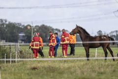 Paard-te-water-Damsterweg-Oosterwijtwerd_3600