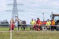Paard-te-water-Damsterweg-Oosterwijtwerd_3810-Verbeterd-SR