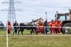 Paard-te-water-Damsterweg-Oosterwijtwerd_3833-Verbeterd-SR
