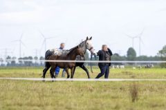 Paard-te-water-Damsterweg-Oosterwijtwerd_3937-Verbeterd-SR