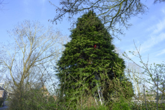 Kat-in-de-boom-Meeuwenstaart_4209
