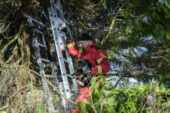 Kat-in-de-boom-Meeuwenstaart_4338