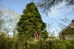 Kat-in-de-boom-Meeuwenstaart_4382