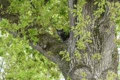 Kat-in-de-boom-Sont_0988