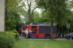 Kat-in-de-boom-Sont_1025