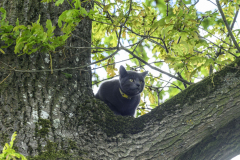 Kat-in-de-boom-Sont_1101