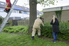 Kat-in-de-boom-Sont_1227