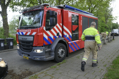 Kat-in-de-boom-Sont_1251