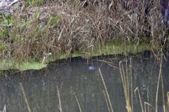 Bubbels-in-water-Ede-Staalstraat_3751