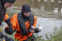 Meeuw-vast-in-visdraag-de-Wending_3951