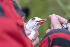 Meeuw-vast-in-visdraag-de-Wending_3979