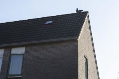 Kat-op-het-dak-Maisveld-Delfzijl_1183