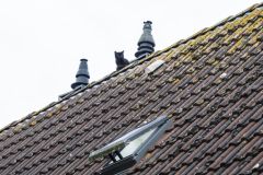 Kat-op-het-dak-Meedensingel-Appingedam_7646