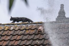 Kat-op-het-dak-Meedensingel-Appingedam_7920