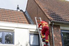 Kat-op-het-dak-Meedensingel-Appingedam_8060