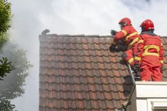 Kat-op-het-dak-Meedensingel-Appingedam_8240