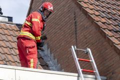 Kat-op-het-dak-Meedensingel-Appingedam_8315
