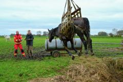 Opnieuw-paard-in-de-sloot-Stadsweg-Garrelsweer_6321.00_00_47_10.Still003