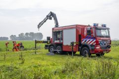 Paard-in-de-sloot-Garrelsweer_6590