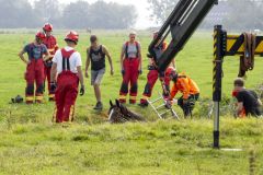 Paard-in-de-sloot-Garrelsweer_6895