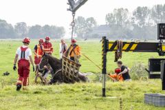 Paard-in-de-sloot-Garrelsweer_6956