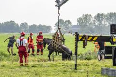 Paard-in-de-sloot-Garrelsweer_6985