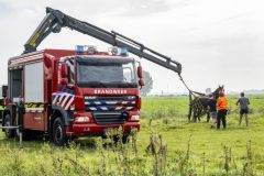 Paard-in-de-sloot-Garrelsweer_7066